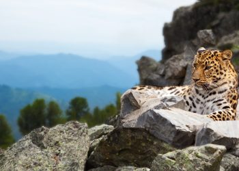 Искусственный интеллект поможет сохранить дальневосточных леопардов 