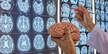 Российские ученые нашли связь между серотонином и восстановлением двигательных функций