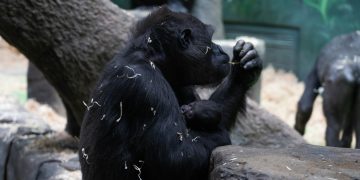 Детеныш западной равнинной гориллы появился в столице и ждет имени от москвичей