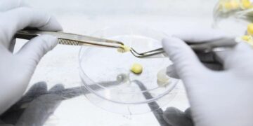 Учёные Сириуса нашли гены регенерации гороха